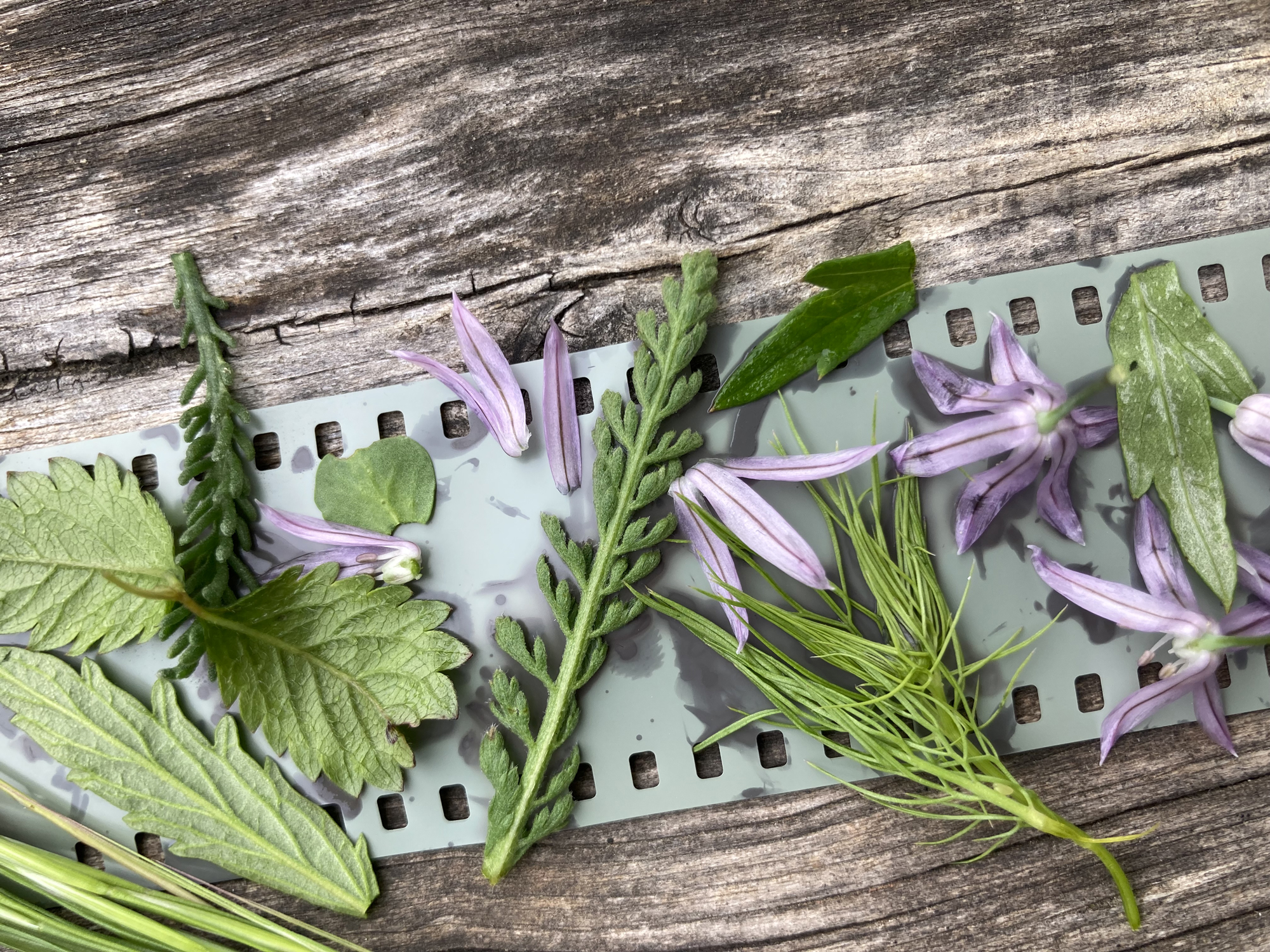 Atelier de phytogrammage pendant le festival - "Les plantes en images, l’image des plantes"