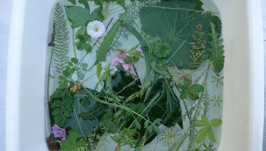 plante2