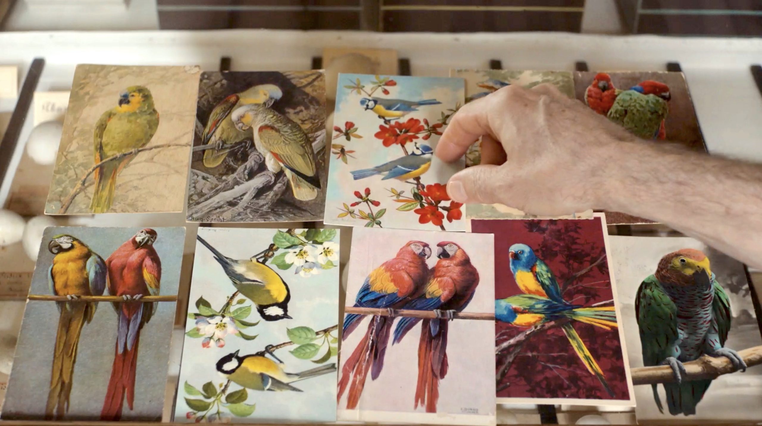 LANGUE DES OISEAUX de Erik Bullot