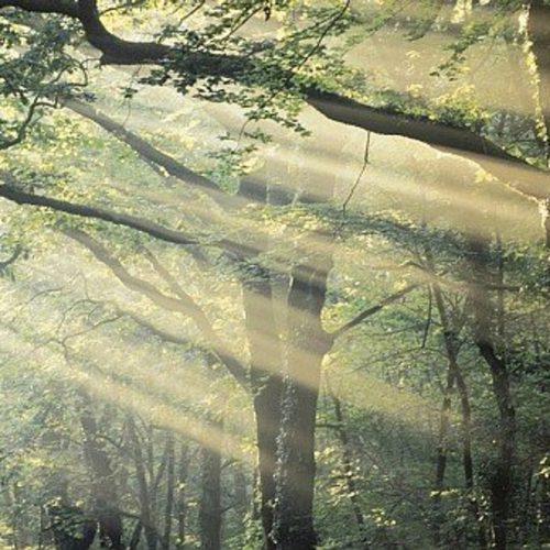 la forêt mécanique
