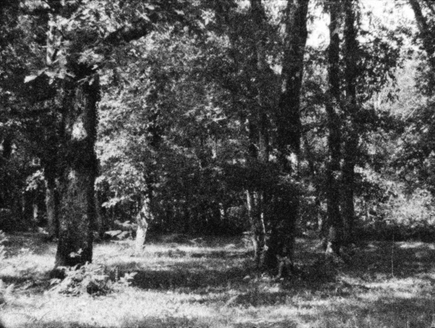 Atelier de Super 8 – Filmer le paysage